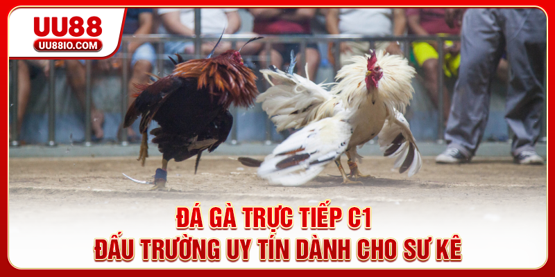 Đá gà trực tiếp C1