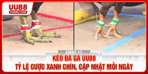 Kèo đá gà UU88